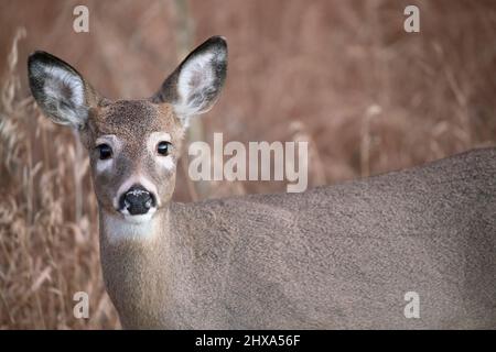 Ritratto del cervo dalla coda bianca. Odocoileus virginianus Foto Stock