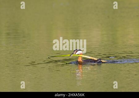 Grebe a collo rosso che nuota attraverso un laghetto e che porta una foglia di gabbia nella sua fattura per il materiale di nidificazione. Podiceps grisegena. Foto Stock