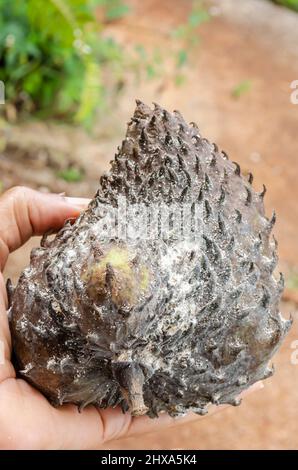 Soursop maturo ricoperto di funghi Foto Stock