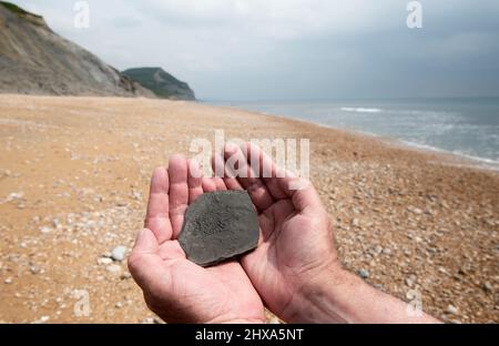 Impronta di un fossile trovato sulla spiaggia a Charmouth, Jurassic Coast Foto Stock