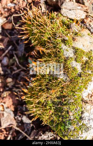 Un primo piano di Moss che cresce sul terreno Foto Stock