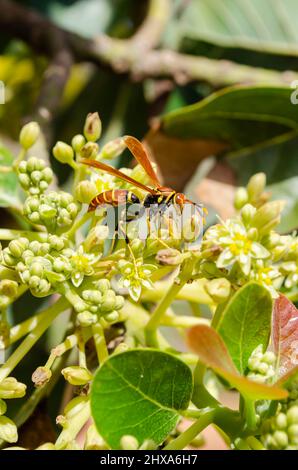 WASP su Avocado Blossoms Foto Stock