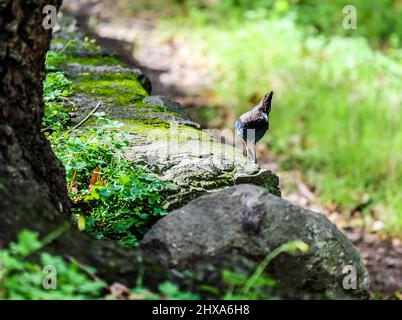 San Jose, Alum Rock, California, 10th marzo 2022 :Steller's Jay è un uccello nativo dell'America del Nord occidentale e delle montagne dell'America Centrale, strettamente collegato al giay blu trovato nell'America del Nord orientale. È anche conosciuta come il jay a crested lunga, jay di montagna e jay di pino. E' l'unica crestata jay ad ovest delle Montagne Rocciose. Questo ha il nome scientifico Cyanocitta stelleri con una durata di circa 10 anni: Seshadri SUKUMAR Foto Stock