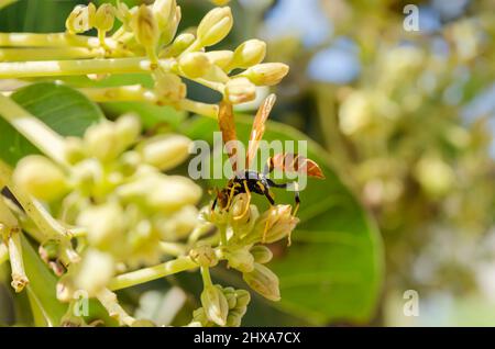 WASP su Avocado Blossoms Foto Stock