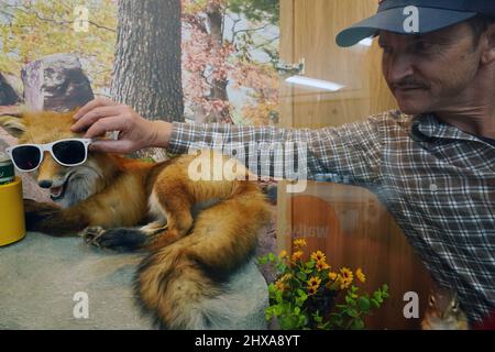 Fenton, Stati Uniti. 10th Mar 2022. Il lavoratore Adam Strom prepara una mostra di animali prima della grande apertura al Wally's di Fenton, Missouri giovedì 10 marzo 2022. Wally's è una struttura di 36 metri quadrati, con 72 pompe a gas separate che coprono due campi da calcio. All'interno, il viaggiatore è accolto da molte opzioni alimentari più un negozio di viaggi con abbigliamento, articoli per la casa e forniture per la caccia e il campeggio. Venerdì 11 marzo 2022 è aperto il più grande negozio del settore. Foto di Bill Greenblatt/UPI Credit: UPI/Alamy Live News Foto Stock