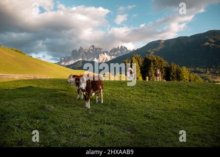 Foto che ritrae il meraviglioso paesaggio della Val di Funes in Trentino Alto Adige. Foto Stock