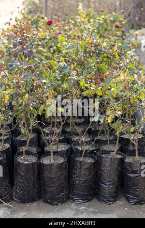 Piante di rose che crescono in sacchi di polietilene in un vivaio di piante Foto Stock