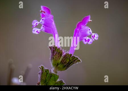 Macro delle fioriture viola del comune Henbit o l'Hennit Deadnettle (Lamium amplexicaule). Raleigh, Carolina del Nord. Foto Stock