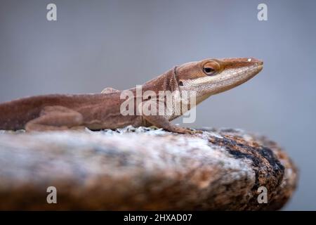 Una Carolina Anole (Anolis carolinensis) sembra inutilizzata. Buono per un meme. Raleigh, Carolina del Nord. Foto Stock