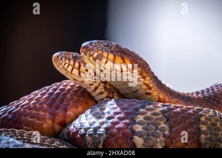 Un paio di Northern Watersnakes (Nerodia, Sipedon) si godono l'uno l'altro la società come primavera si avvicina. Raleigh, Carolina del Nord. Foto Stock
