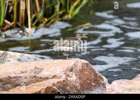 Un Sandpiper punteggiato si affaccia su un ruscello che scorre in un ambiente naturale mentre si trova sulla cima di un masso di granito rosa. Foto Stock