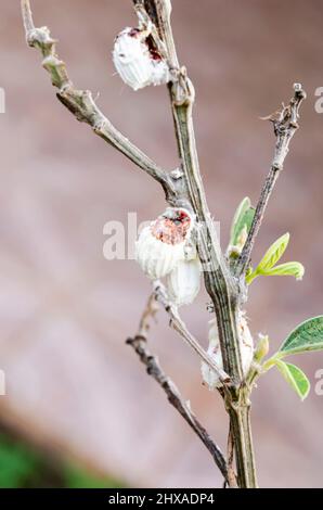 Icerya Purchasi (Cottony Cushion Scales) su Pigeon Peas Tree Foto Stock