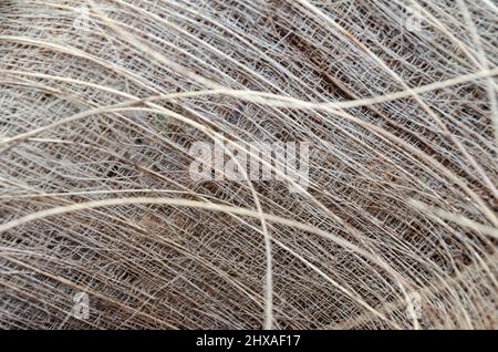 Tessuto in fibra di Palm Bark Foto Stock