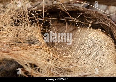 Fibra di palmo Foto Stock