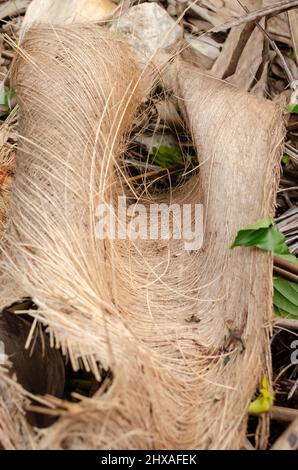 Piegare la fibra di palmo a terra Foto Stock