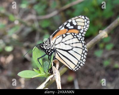Farfalla Monarch Danaus plexippus uova su una pianta di munghie Foto Stock