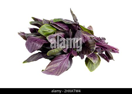 Mazzo di basilico rosso appena raccolto su un isolato sfondo bianco Foto Stock