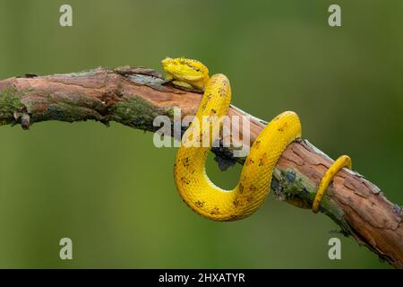 Vipera palma-pit in fiore Foto Stock