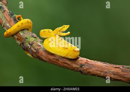 Vipera palma-pit in fiore Foto Stock