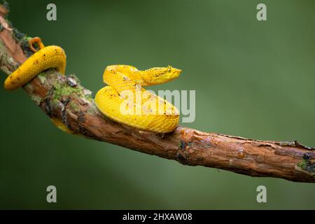 Vipera palma-pit in fiore Foto Stock