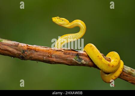 Vipera palma-pit in fiore Foto Stock