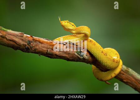 Vipera palma-pit in fiore Foto Stock