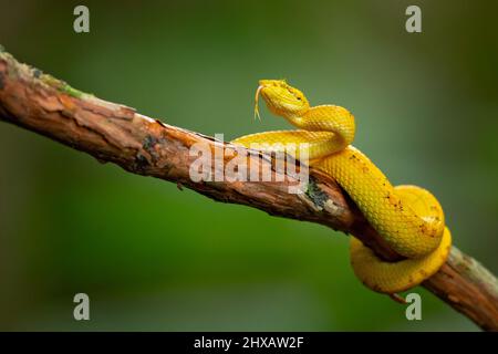 Vipera palma-pit in fiore Foto Stock