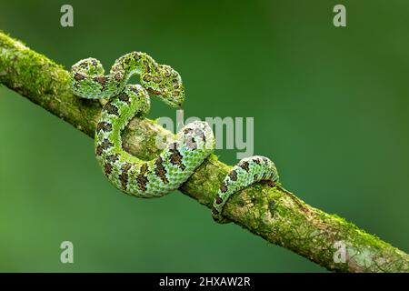 Vipera palma-pit in fiore Foto Stock