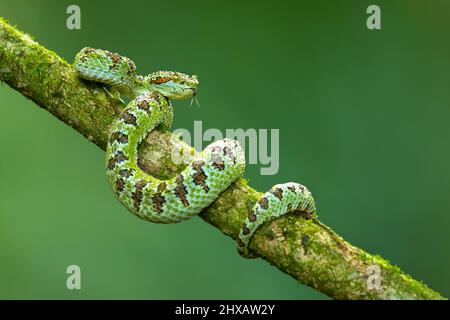 Vipera palma-pit in fiore Foto Stock