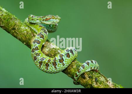 Vipera palma-pit in fiore Foto Stock