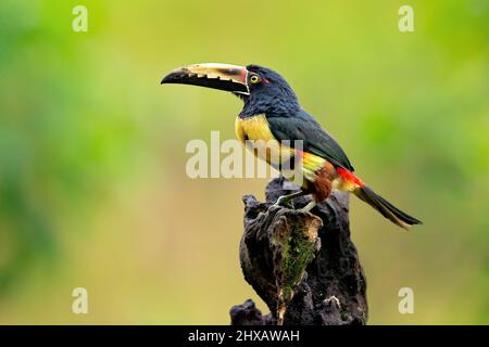 Aracari a collare Foto Stock