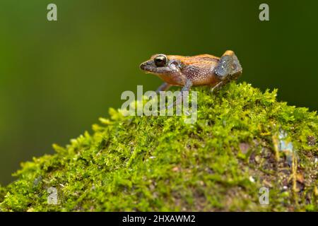 La specie di rana appartenente alla famiglia delle Craugastoridae è una specie di batterio appartenente alla famiglia delle Craugastoridae. Si trova in Costa Rica e Panama. Foto Stock