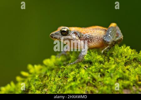 La specie di rana appartenente alla famiglia delle Craugastoridae è una specie di batterio appartenente alla famiglia delle Craugastoridae. Si trova in Costa Rica e Panama. Foto Stock