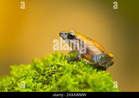 La specie di rana appartenente alla famiglia delle Craugastoridae è una specie di batterio appartenente alla famiglia delle Craugastoridae. Si trova in Costa Rica e Panama. Foto Stock