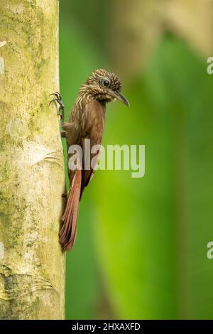 Il ricovero di cacao (Xiphynchus susurrans) è un uccello passerino della sottofamiglia del ricovero della famiglia degli ovenbird. Foto Stock