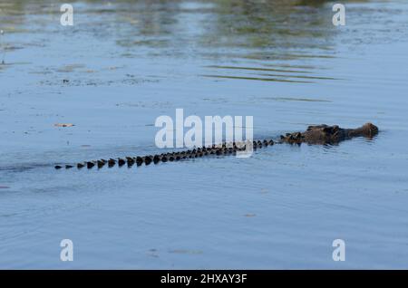 Un grande coccodrillo che nuota silenziosamente nel billagong giallo, Kakadu, territorio del Nord, Australia Foto Stock