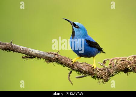 Il lustro honeyrider (Cyanerpes lucidus) è un uccello della famiglia delle navi cisterna Foto Stock