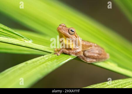 La rana di mogano (Tlalocohyla loquax) è una specie di rana appartenente alla famiglia delle specie di rana appartenente alla famiglia delle specie di Gelidae, in Belize, Costa Rica, Guatemala, Honduras, Messico Foto Stock