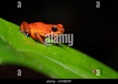 La rana velenosa di fragola o di fragola (Oophaga pumilio, ex Dendrobates pumilio) è una specie di piccola rana velenosa di freccette Foto Stock