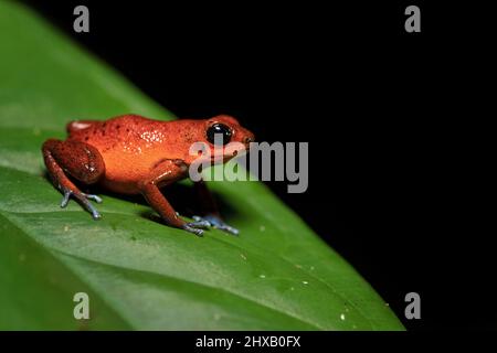 La rana velenosa di fragola o di fragola (Oophaga pumilio, ex Dendrobates pumilio) è una specie di piccola rana velenosa di freccette Foto Stock