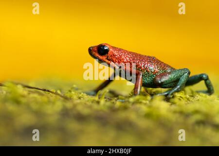 La rana velenosa granulare (Oophaga granulifera) è una specie di rana della famiglia Dendrobatidae, presente in Costa Rica e Panama Foto Stock