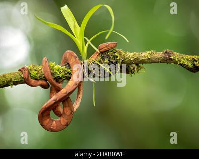 Corallus Annulatus è una specie di boa non velenosa che si trova in America Centrale e Meridionale. Foto Stock