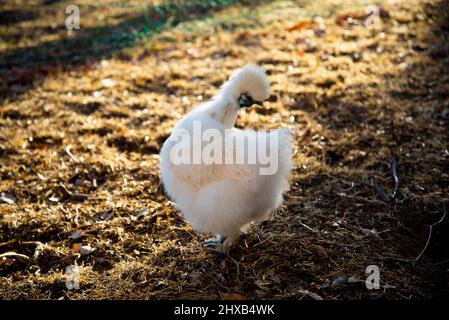 Un pollo alla seta a gamma libera Foto Stock