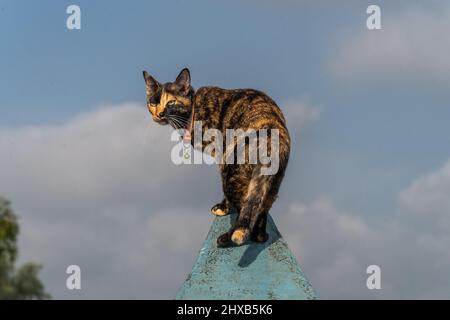 Surat Thani, Tailandia. 12th Mar 2022. Un gatto di salvataggio si erge sulla prua di una barca da pesca a coda lunga mentre pesca al fiume TAPI a Surat Thani. A Surat Thani, Thailandia, un pescatore locale prende i suoi gatti di salvataggio che pescano nelle mangrovie lungo il fiume TAPI. Credit: SOPA Images Limited/Alamy Live News Foto Stock