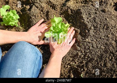 Mani di donna che piantano giovani piantine di lattuga nel suolo. Orticoltura sostenible. Giardinaggio hobby. Concetto di cibo biologico sano. Foto Stock