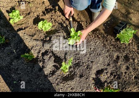 Mani di donna che piantano giovani piantine di lattuga nel suolo. Orticoltura sostenible. Giardinaggio hobby. Concetto di cibo biologico sano. Foto Stock