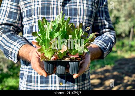 Giardiniere che tiene vasi di piantine con giovani piantine di lattuga. Orticoltura sostenibile. Giardinaggio Hobby. Concetto di cibo biologico sano. Primo piano. Foto Stock