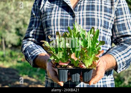 Giardiniere che tiene vasi di piantine con giovani piantine di lattuga. Orticoltura sostenibile. Giardinaggio Hobby. Concetto di cibo biologico sano. Primo piano. Foto Stock