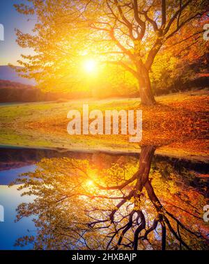 Maestoso faggio su una collina. Scena drammatica del mattino. Foglie rosse e gialle. Mondo di bellezza. Stile retrò e vintage. Effetto tonificante Instagram. Flip CAN Foto Stock