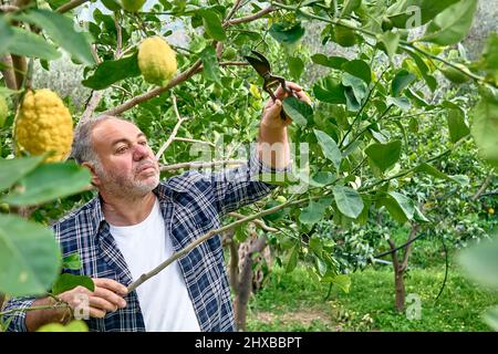 Potatura stagionale di alberi. Mature bearded giardiniere potando l'albero del limone con le cesoie di potatura. Prendersi cura del giardino. Ramo di albero di taglio. Giardino di primavera Foto Stock